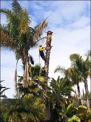 Tree Pruning Services Adelaide