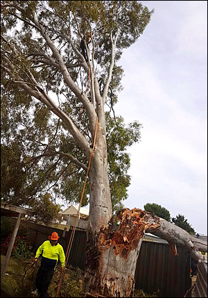 Tree Services Adelaide